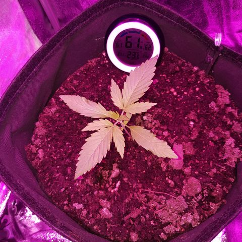 Skunk growlog timeline photo