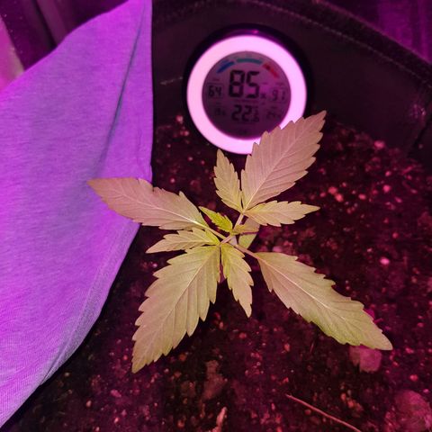 Skunk growlog timeline photo