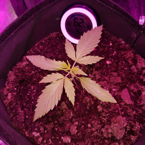 Skunk growlog timeline photo
