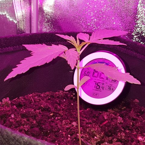 Skunk growlog timeline photo