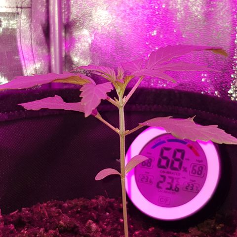 Skunk growlog timeline photo