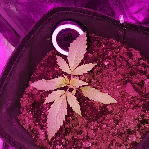 Skunk growlog timeline photo