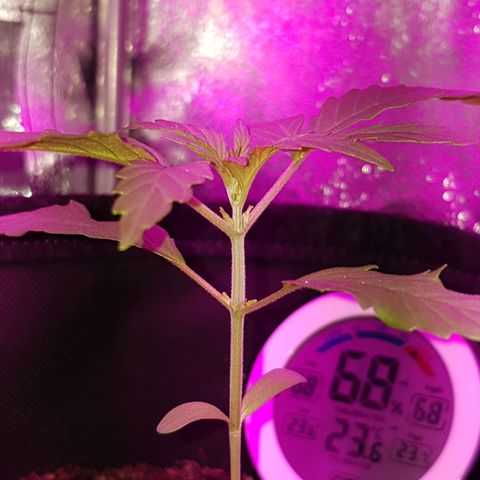 Skunk growlog timeline photo
