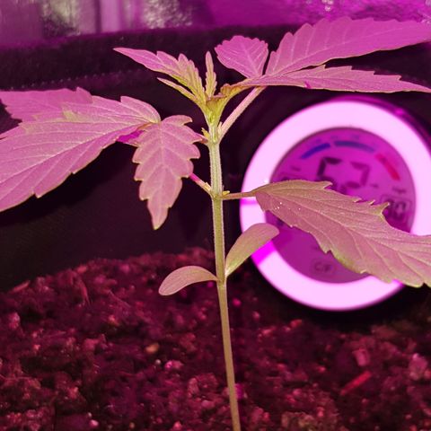 Skunk growlog timeline photo