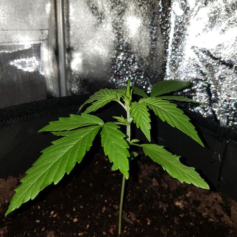 Skunk growlog timeline photo