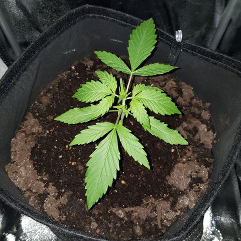 Skunk growlog timeline photo