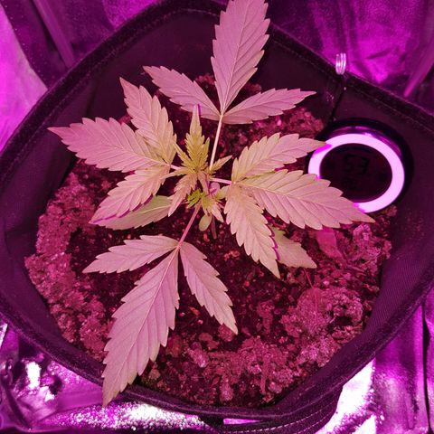 Skunk growlog timeline photo
