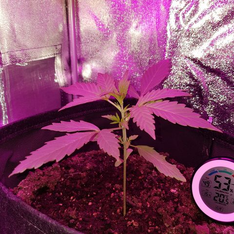 Skunk growlog timeline photo