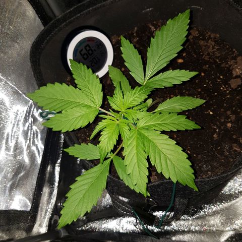 Skunk growlog timeline photo