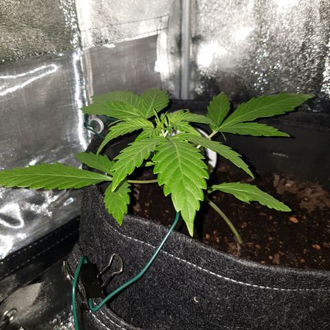 Skunk growlog timeline photo