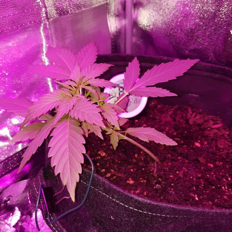 Skunk growlog timeline photo