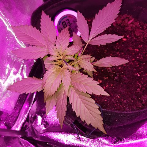 Skunk growlog timeline photo