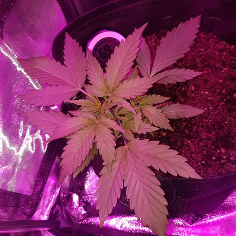 Skunk growlog timeline photo