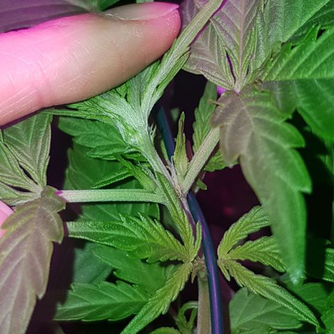 Skunk growlog timeline photo