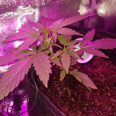 Skunk growlog timeline photo