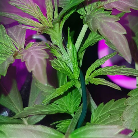 Skunk growlog timeline photo