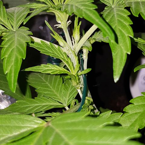 Skunk growlog timeline photo