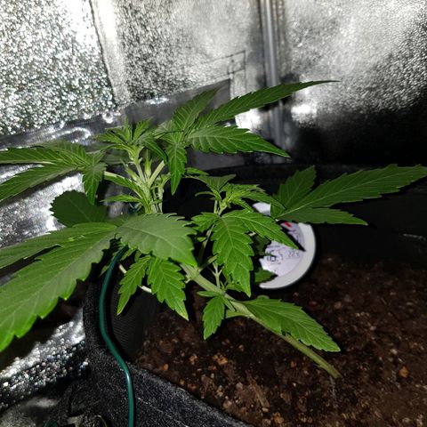 Skunk growlog timeline photo