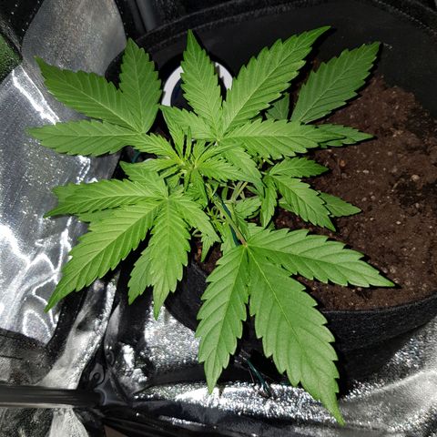 Skunk growlog timeline photo