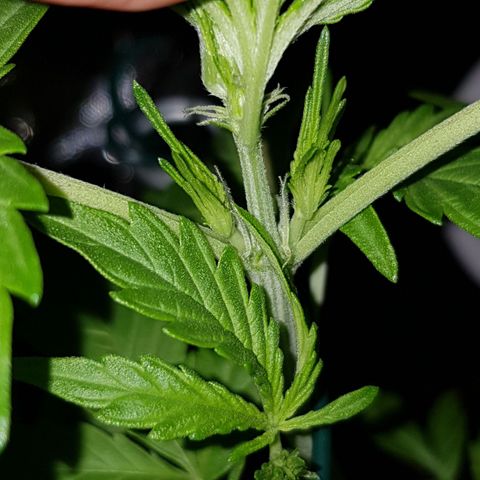 Skunk growlog timeline photo
