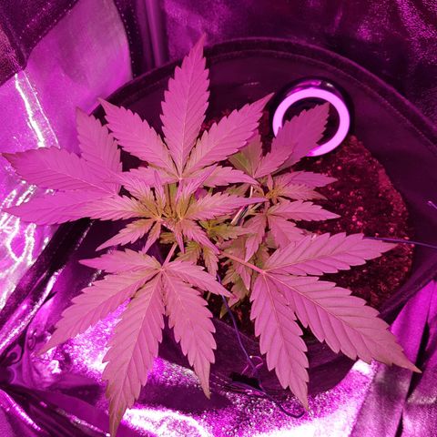 Skunk growlog timeline photo