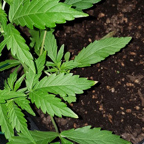 Skunk growlog timeline photo