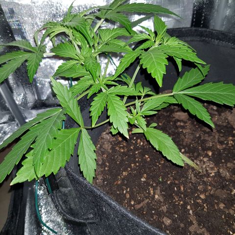 Skunk growlog timeline photo