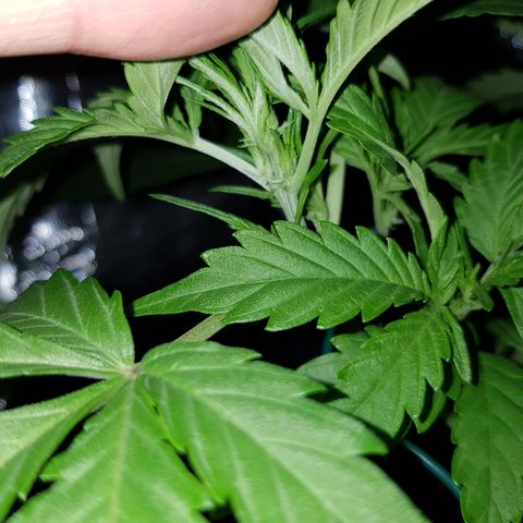 Skunk growlog timeline photo