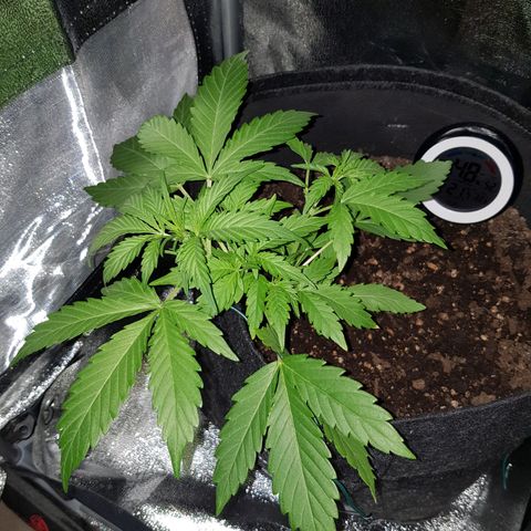 Skunk growlog timeline photo