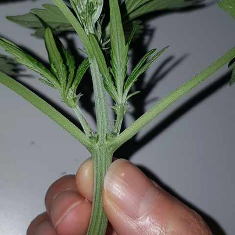 Skunk growlog timeline photo