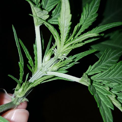 Skunk growlog timeline photo