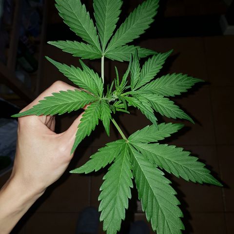 Skunk growlog timeline photo