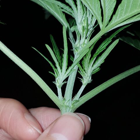 Skunk growlog timeline photo