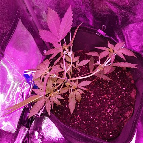 Skunk growlog timeline photo