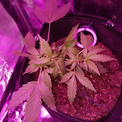 Skunk growlog timeline photo