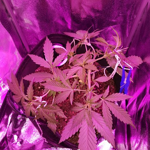 Skunk growlog timeline photo