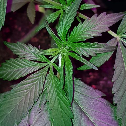 Skunk growlog timeline photo