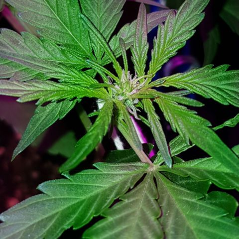 Skunk growlog timeline photo