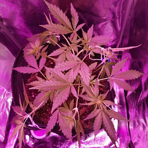 Skunk growlog timeline photo