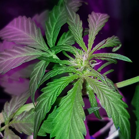Skunk growlog timeline photo