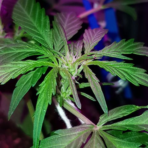 Skunk growlog timeline photo