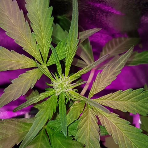 Skunk growlog timeline photo