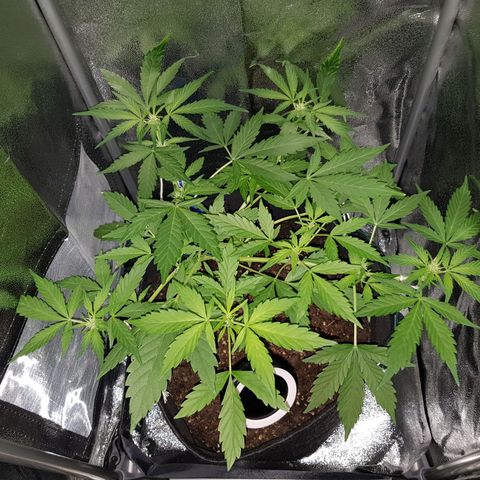Skunk growlog timeline photo