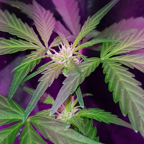 Skunk growlog timeline photo