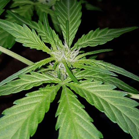 Skunk growlog timeline photo