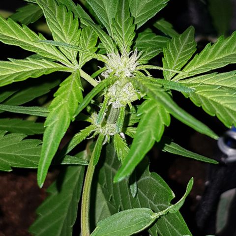 Skunk growlog timeline photo