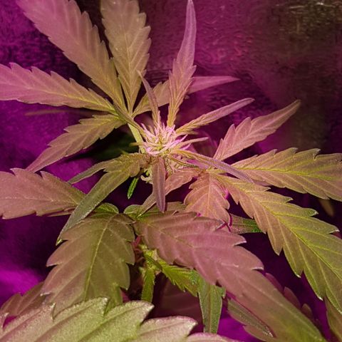 Skunk growlog timeline photo