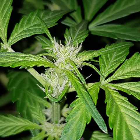 Skunk growlog timeline photo