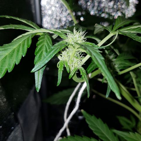 Skunk growlog timeline photo