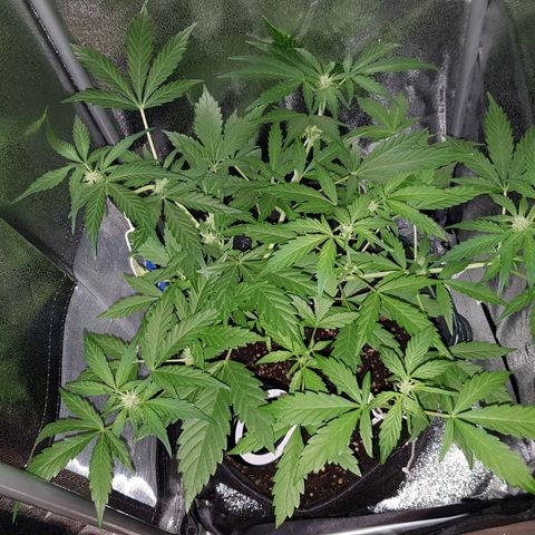 Skunk growlog timeline photo